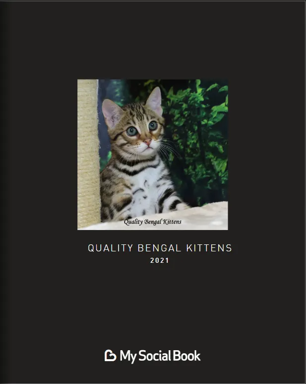 2021 Bengal Kitten Pictures