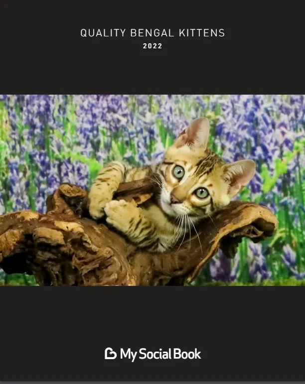 2021 Bengal Kitten Pictures