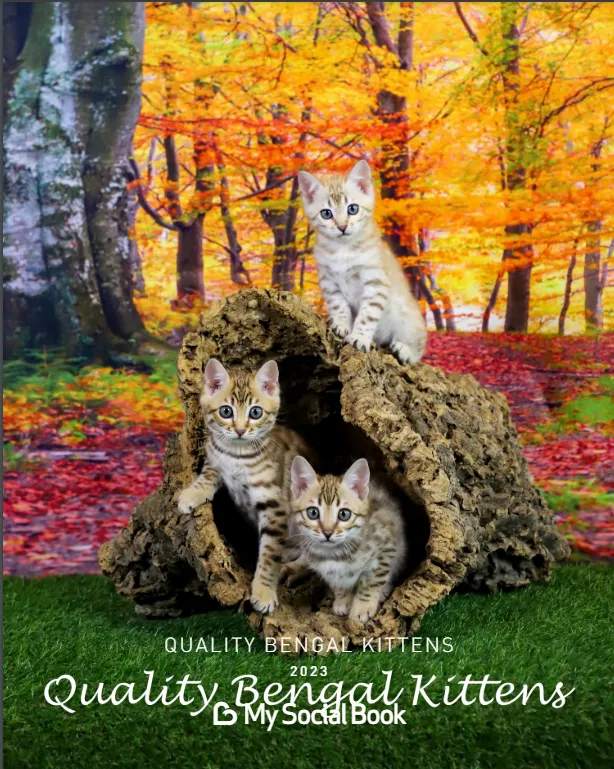 2023 Bengal Kitten Pictures