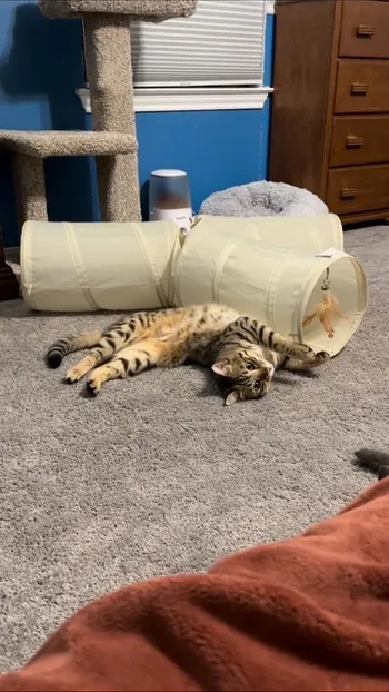 bengal kittens california