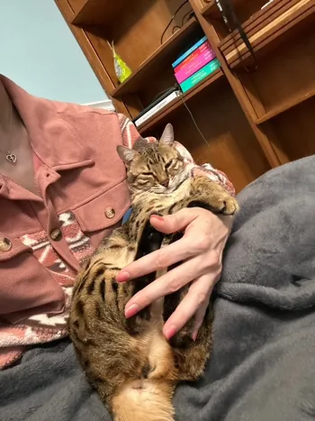 bengal kittens california