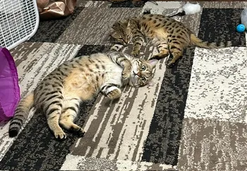 bengal kittens california