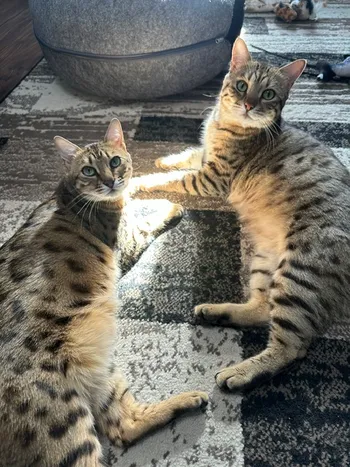 bengal kittens california