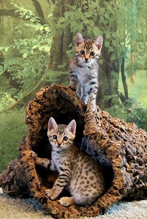 Brown spotted Bengal kitten available in California