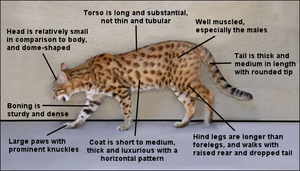 Bengal 