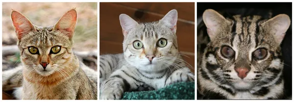 Bengal 