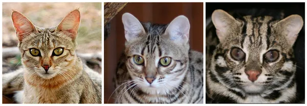 Bengal 