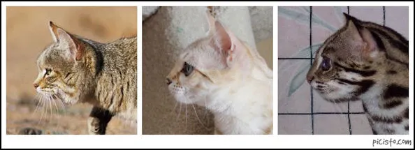 Bengal 