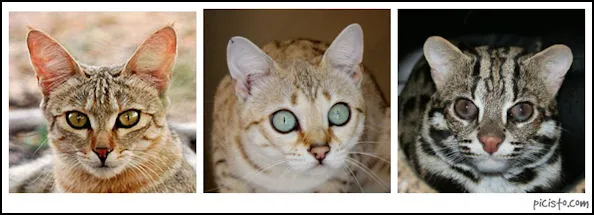 Bengal 