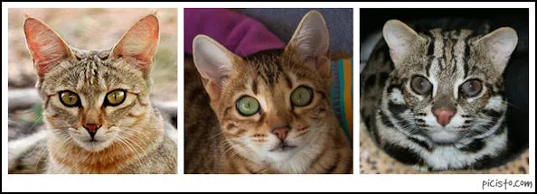 Bengal 