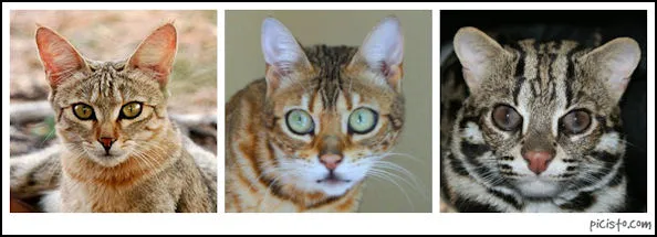 Bengal 