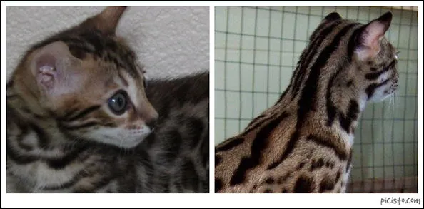 Bengal 