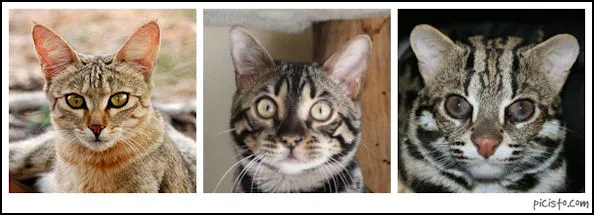 Bengal 