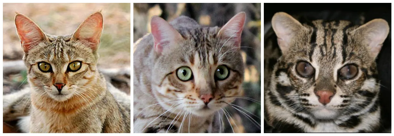 Bengal 