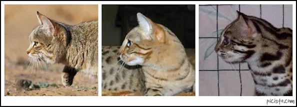 Bengal 
