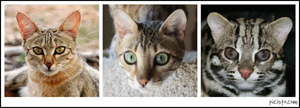 Bengal 