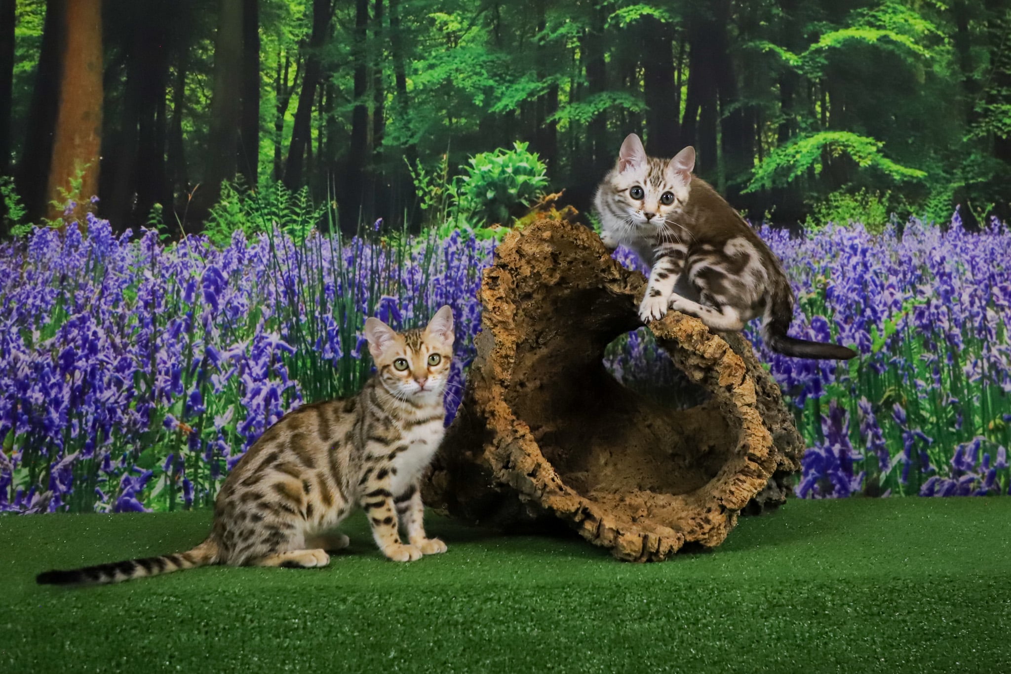 Two Bengal kittens with spotted coats posed around a hollow cork log in a sunlit woodland with purple flowers.