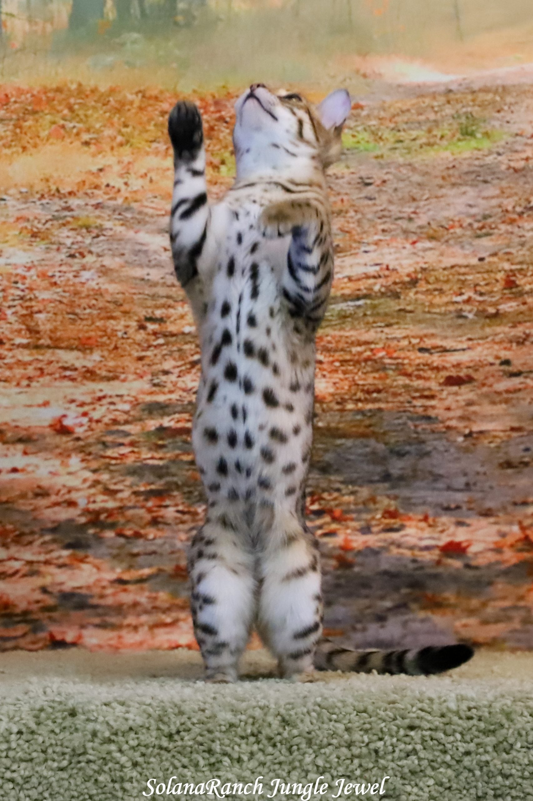 Bengal cat for sale