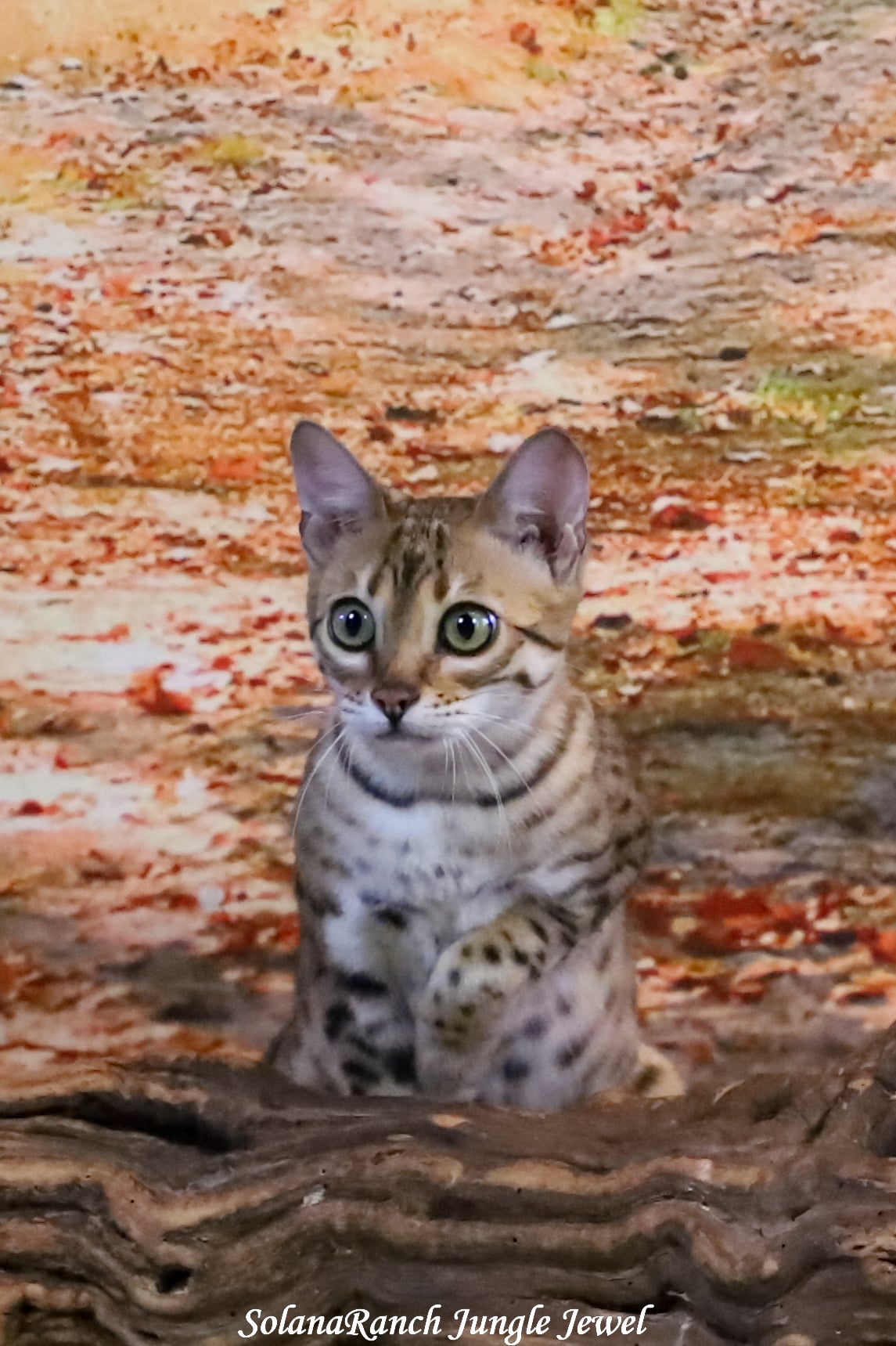 Bengal cat for sale