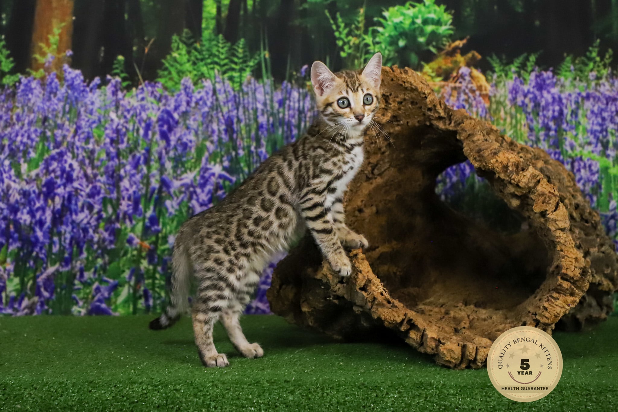 Bengal cat for sale 