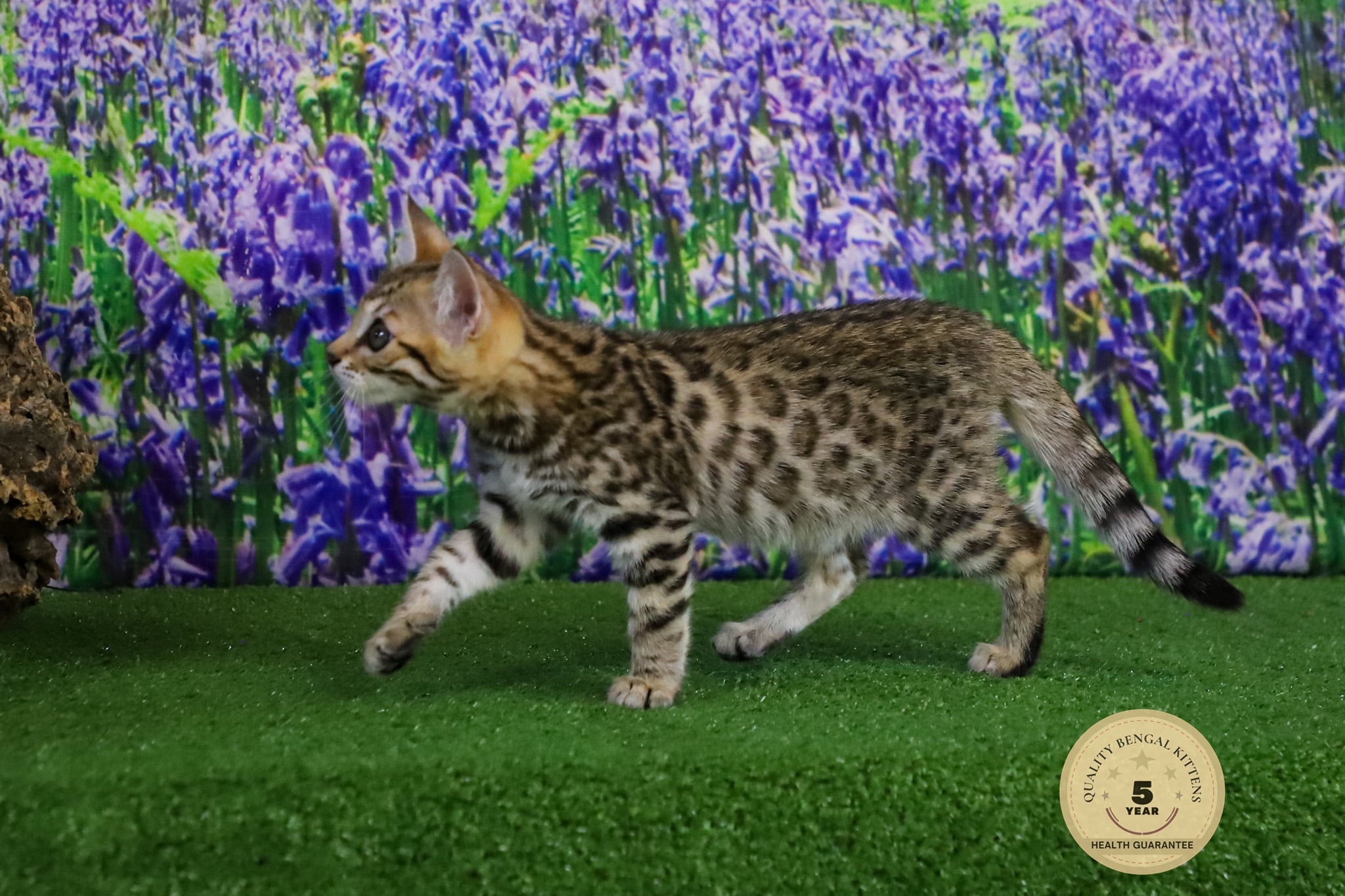 Bengal cat for sale 