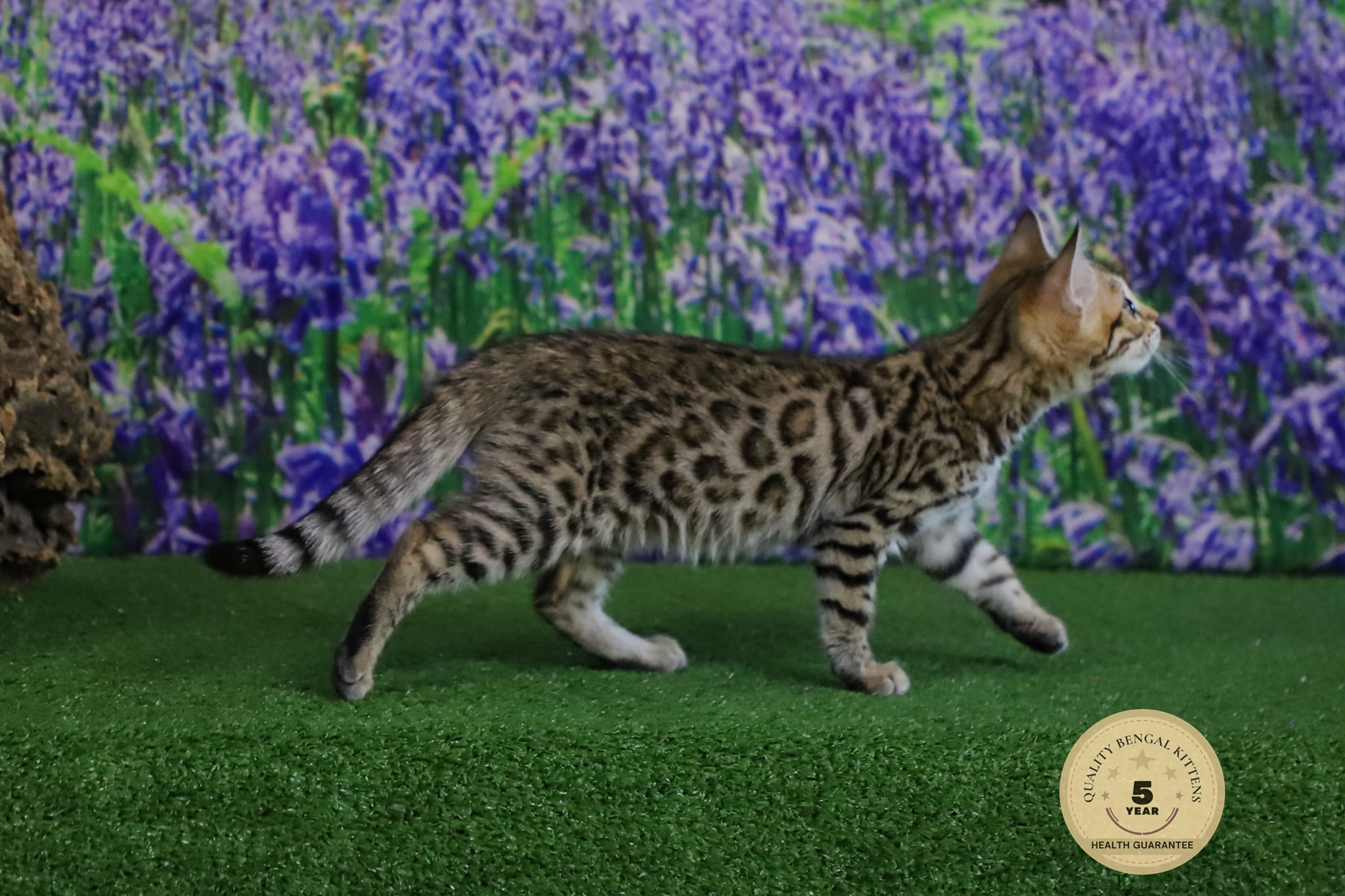 Bengal cat for sale 