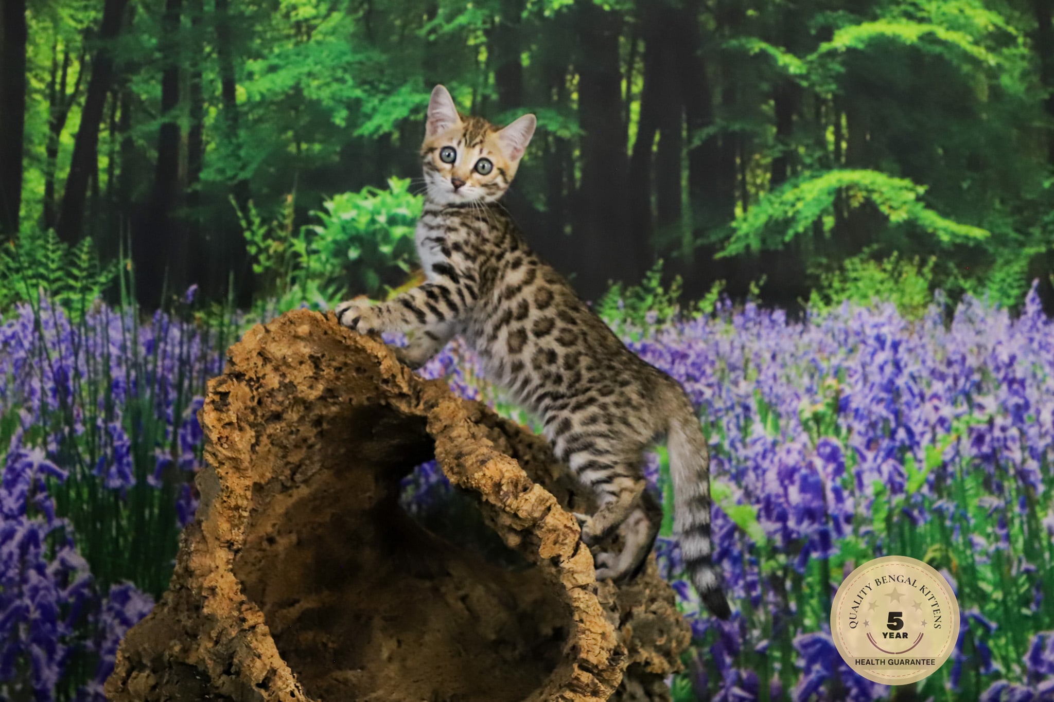 Bengal cat for sale 